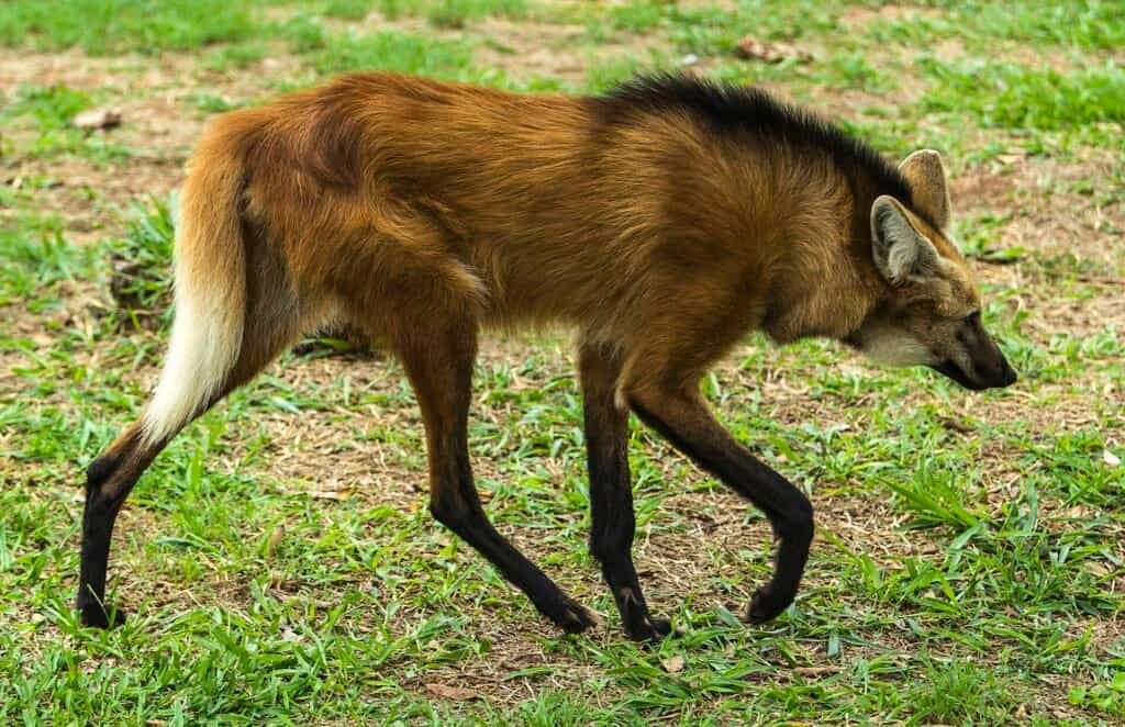 Lobo-guará caminhando, a espécie da loba-guará Conceição transportada pelo Avião Solidário da LATAM